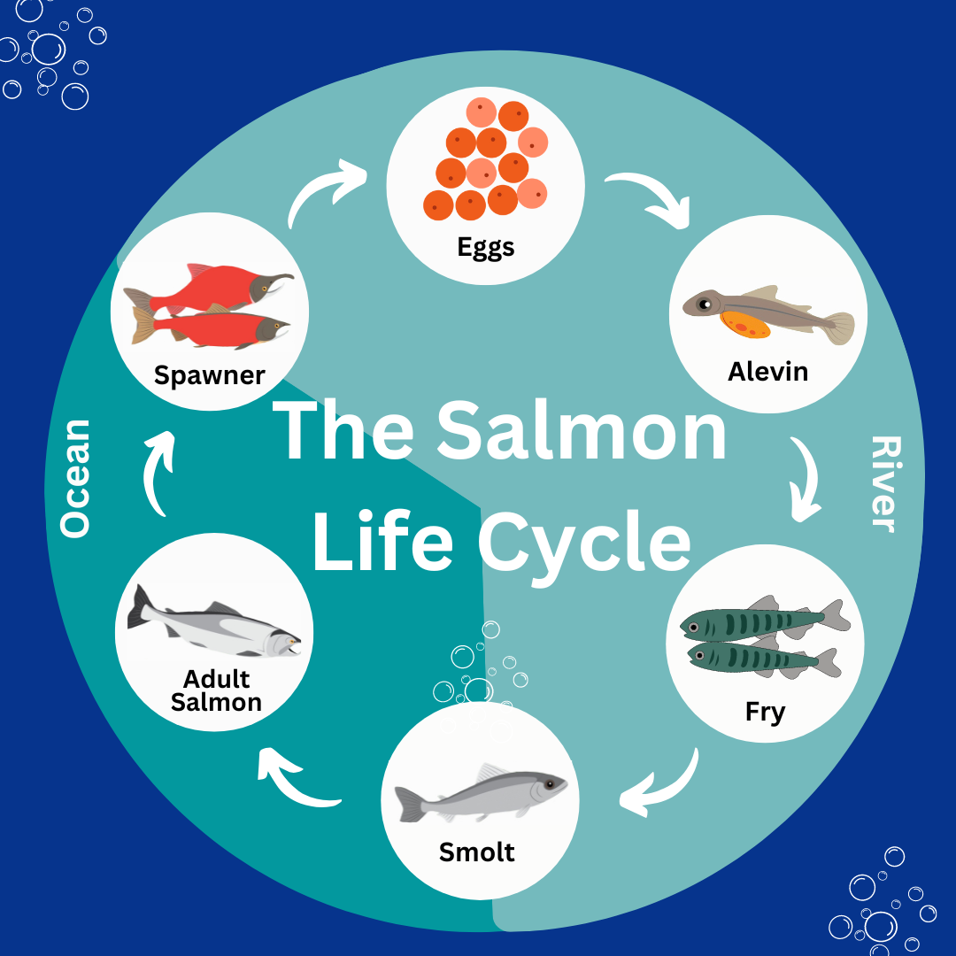 The salmon life cycle